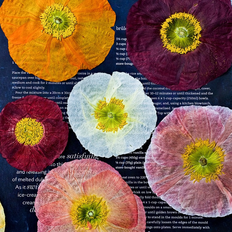 1pcs,Nature Field Poppy Presse - Art And Craft Photos recension och pris