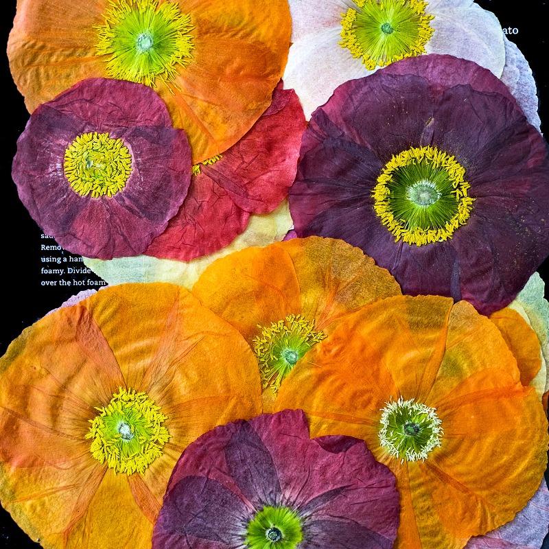 1pcs,Nature Field Poppy Presse - Art And Craft Photos recension och pris